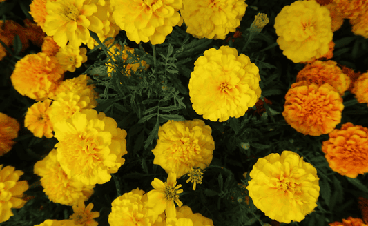 Growing Marigolds: A Beginner's Guide