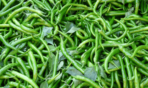 Complete Summer Guide to Growing Chillies