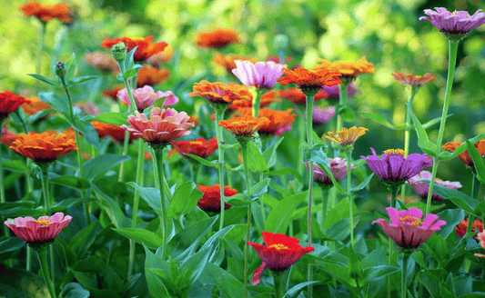 Grow Zinnias with Ease & Color