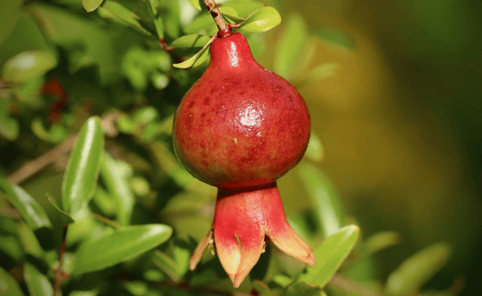 Grow Juicy Pomegranates at Home
