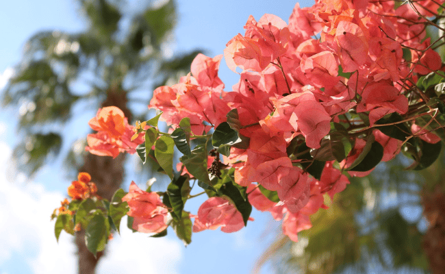 Bougainvillea: Colorful & Hardy