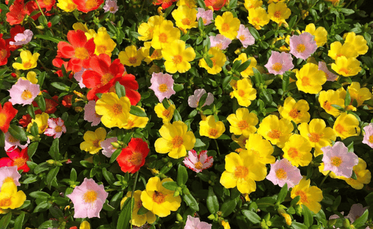 Portulaca Care: Colorful & Easy
