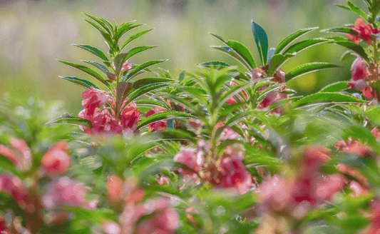 Balsam Plant Care: Bright & Easy