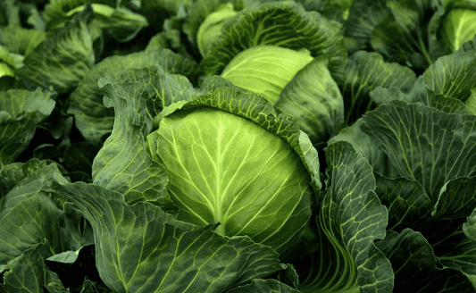 Growing Cabbage in Indian Summers