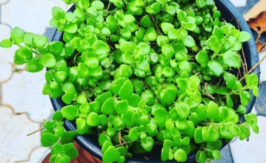 Tangled Heart Creeper Plant Care Guide