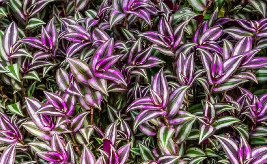 Wandering Jew Plant Care Guide