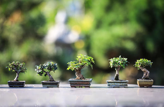 How to Select the Right Plant for Bonsai