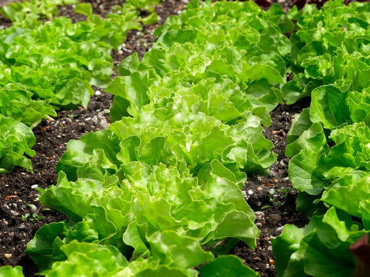 Beginner’s Guide to Growing Leafy Greens