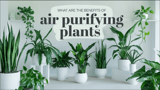 Want to breathe cleaner, fresher air inside your home? These plants can help!