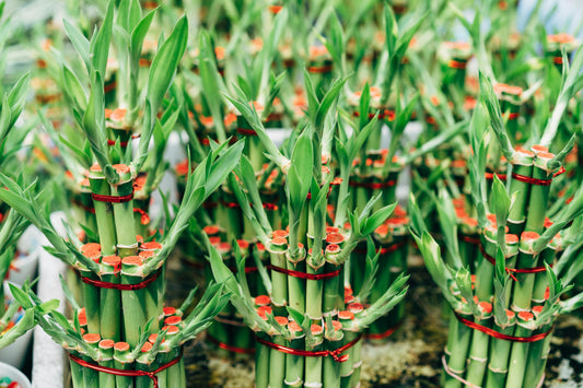 Lucky Bamboo Care Guide – Easy, Stylish & Symbolic
