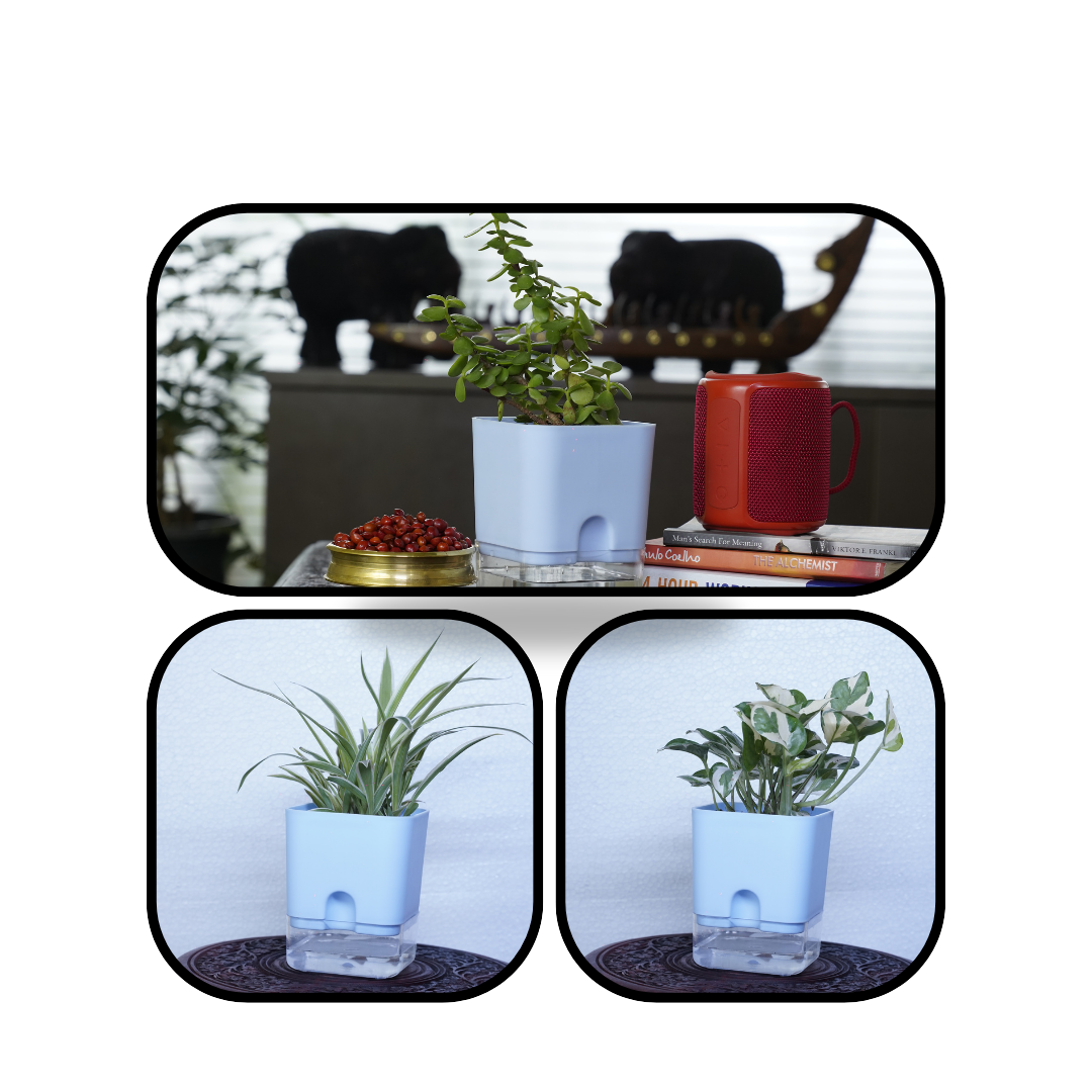 Indoor plant combo featuring air-purifying spider plant, jade plant, and lucky bamboo, symbolizing prosperity and fresh energy for your home.