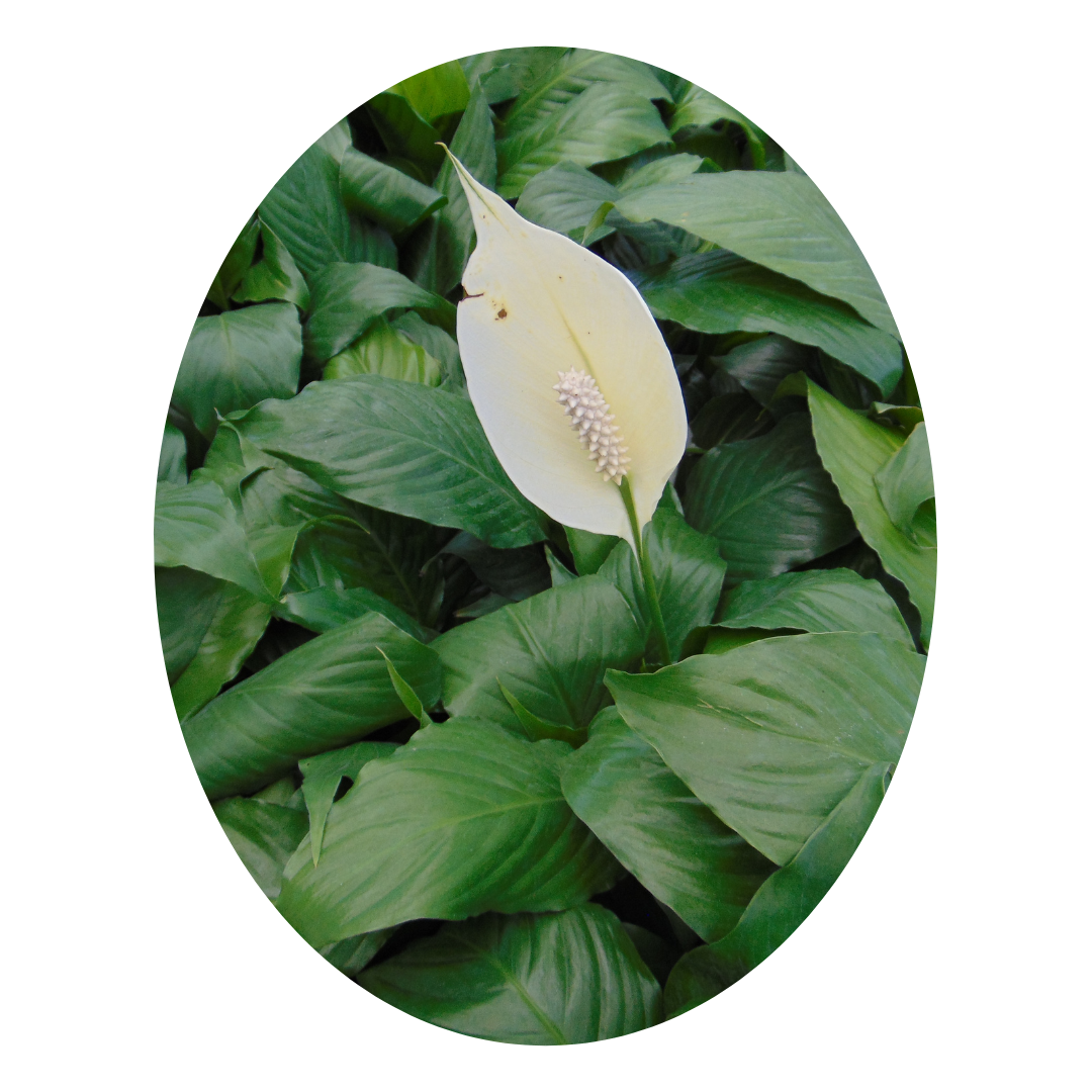 Office plants enhance the workspace by improving air quality, serving as houseplants that produce oxygen and promote a healthier environment.