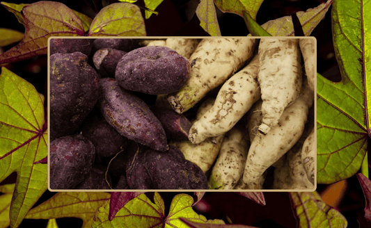 Grow Sweet Potatoes at Home Easily