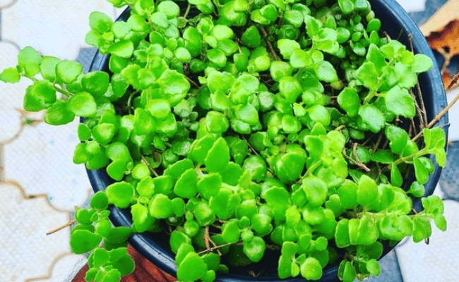 Tangled Heart Creeper Plant Care Guide