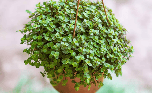 Turtle Vine: The Stylish Urban Creeper