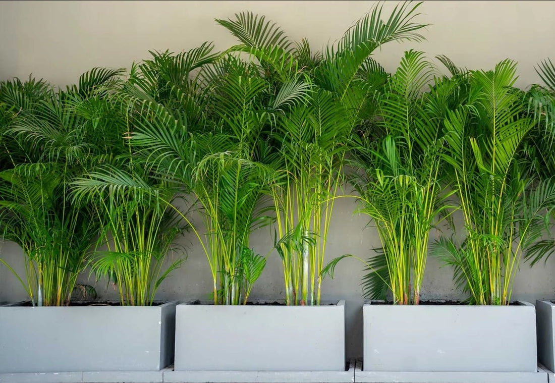 Areca Palm: Indoor Elegance Simplified