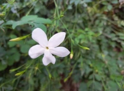 Chameli Creeper: Beauty in Bloom