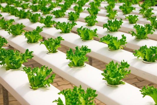 Explore All Types of Hydroponics