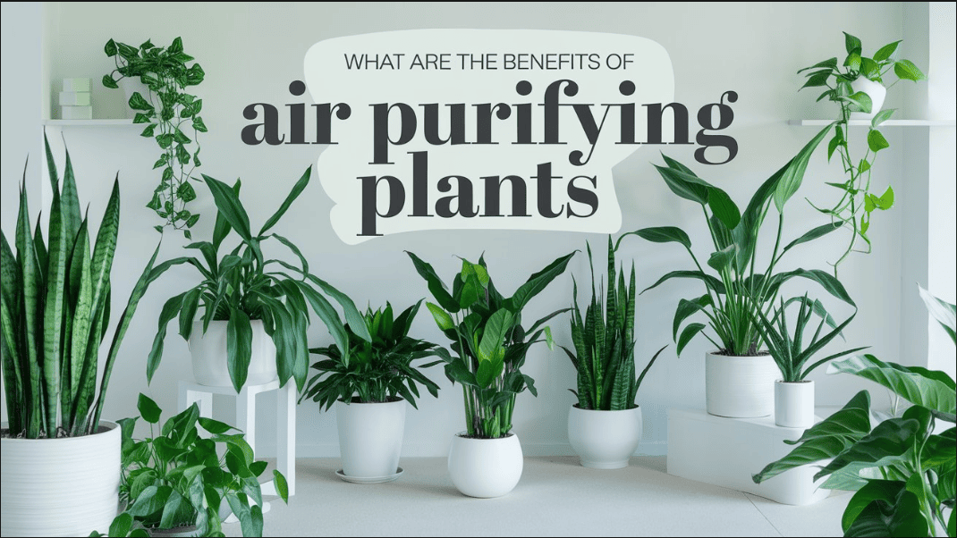 Want to breathe cleaner, fresher air inside your home? These plants can help!