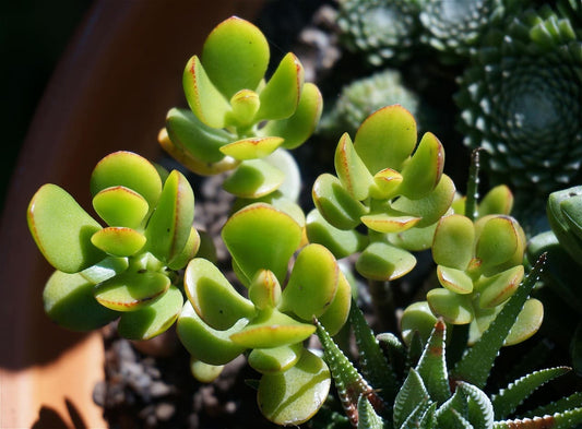 Jade Plant Care & Prosperity Tips
