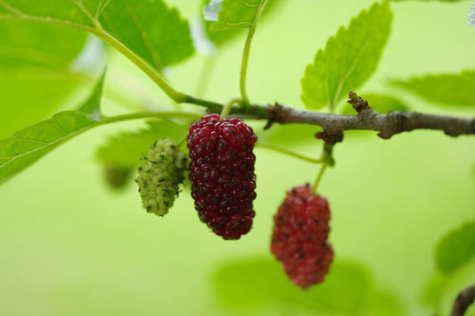 Mulberry Magic: Grow &amp; Enjoy Berries