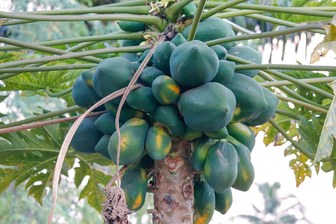 Grow Juicy Papayas in Your Garden
