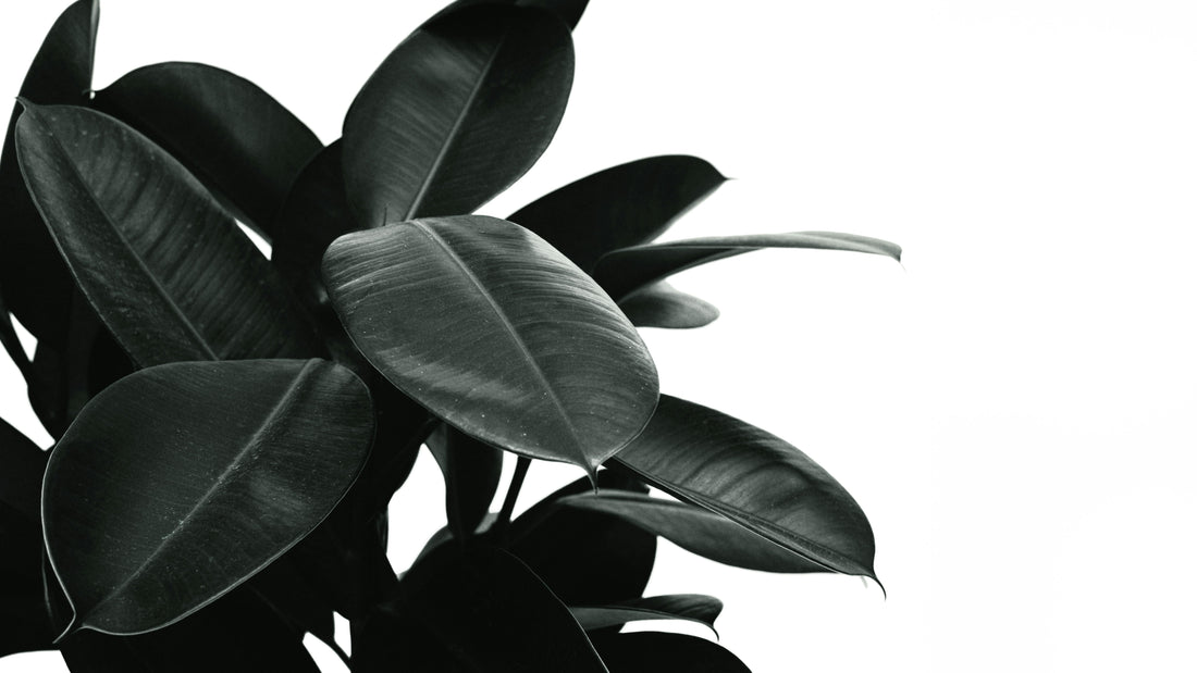 Introduction – The Evergreen Elegance of the Rubber Plant