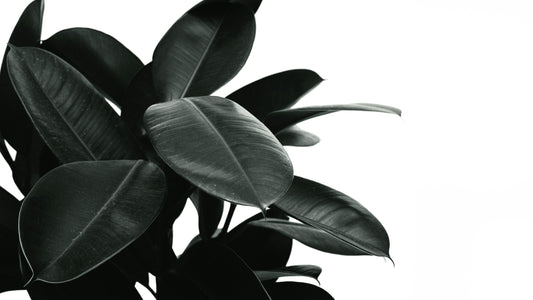 Introduction – The Evergreen Elegance of the Rubber Plant