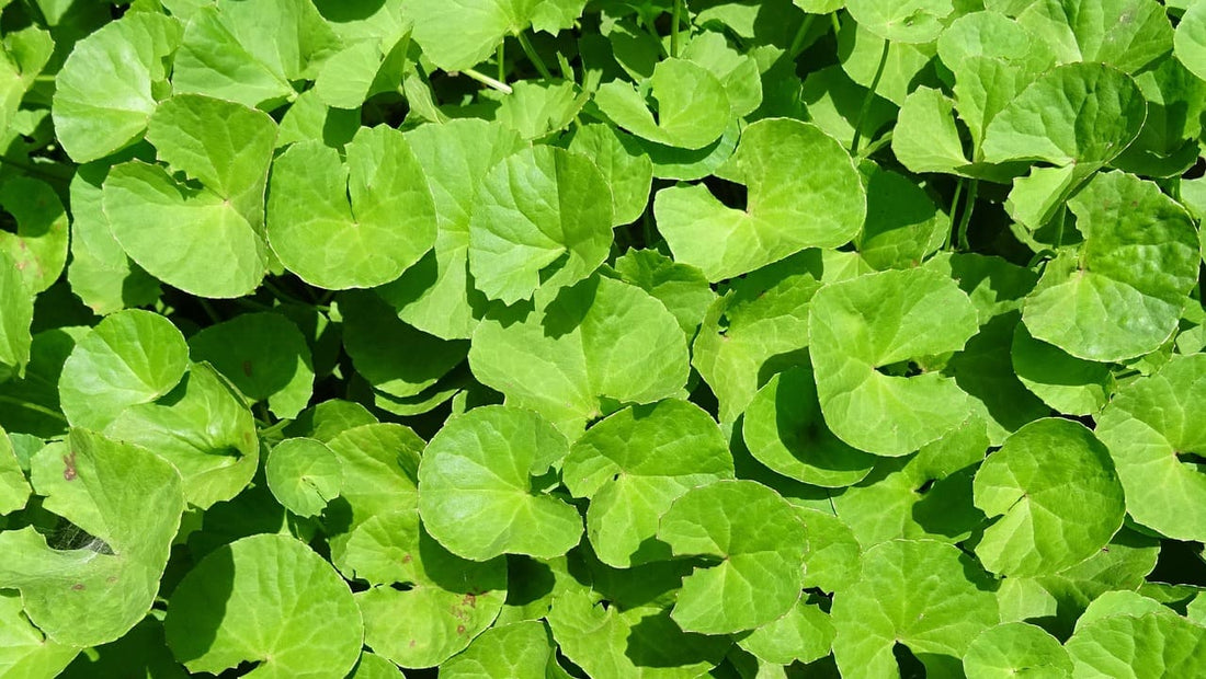 Gotukola: Green Gold for the Mind