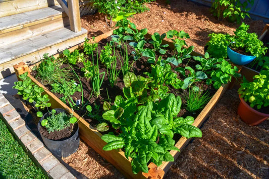 Square Foot Gardening