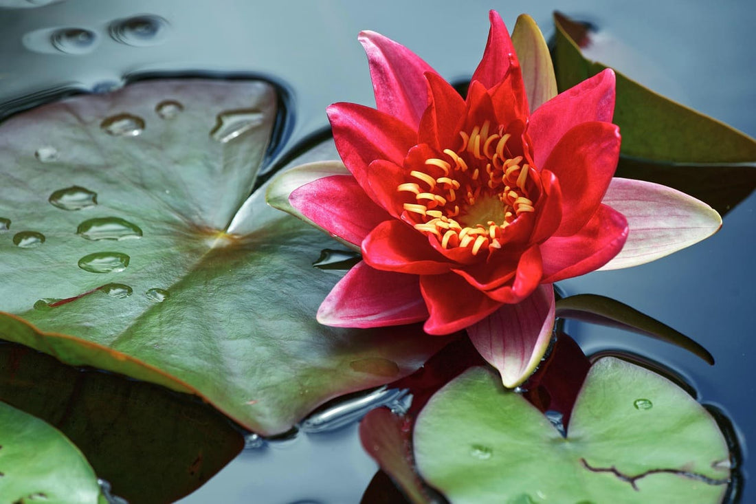 Water Lilies: Blooming Pond Magic