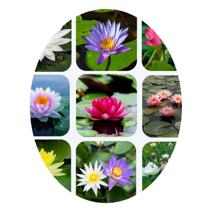 Premium Lotus Flower seeds