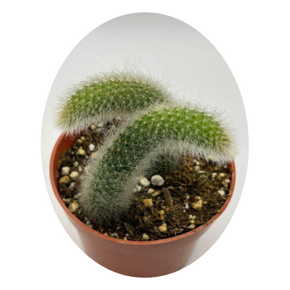 Cactus Unique Charm for Your Gardan