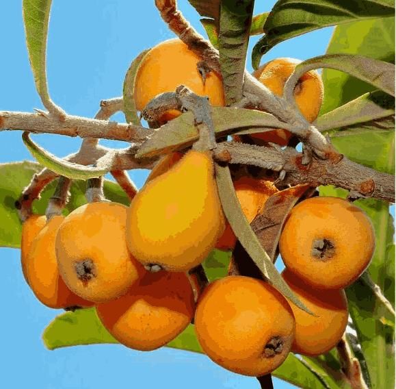 Five-star Loquat Seeds