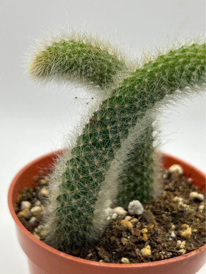 Cactus Unique Charm for Your Gardan