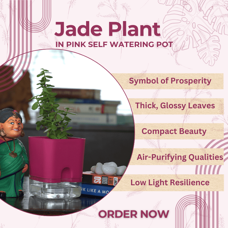 Jade plant - a hardy plant that adds aesthetics to your space while thriving with minimal care.