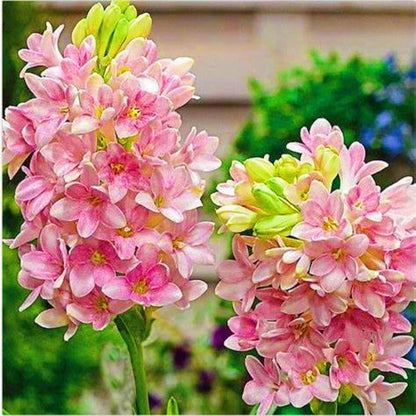 Rajnigandha Double Patel Tuberose Bulbs