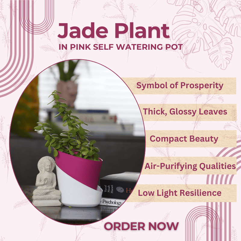 Jade plant - a hardy plant that adds aesthetics to your space while thriving with minimal care.