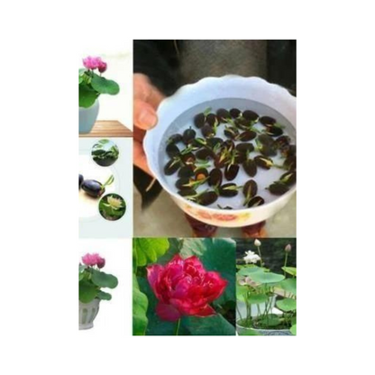 Premium Lotus Flower seeds