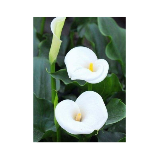 Flower Seeds Calla lily Bulbs (Pack of 1)