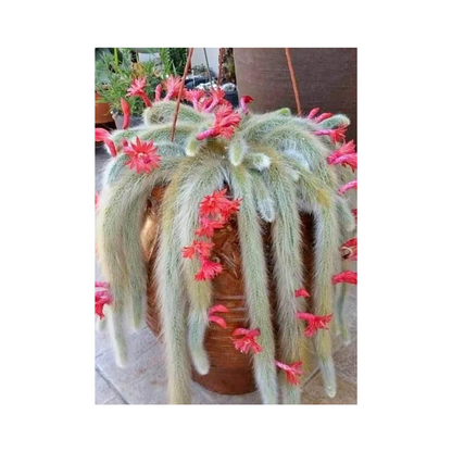 Cactus Unique Charm for Your Gardan