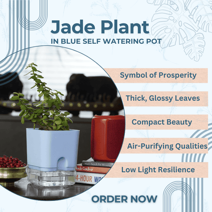 Jade plant - a hardy plant that adds aesthetics to your space while thriving with minimal care.