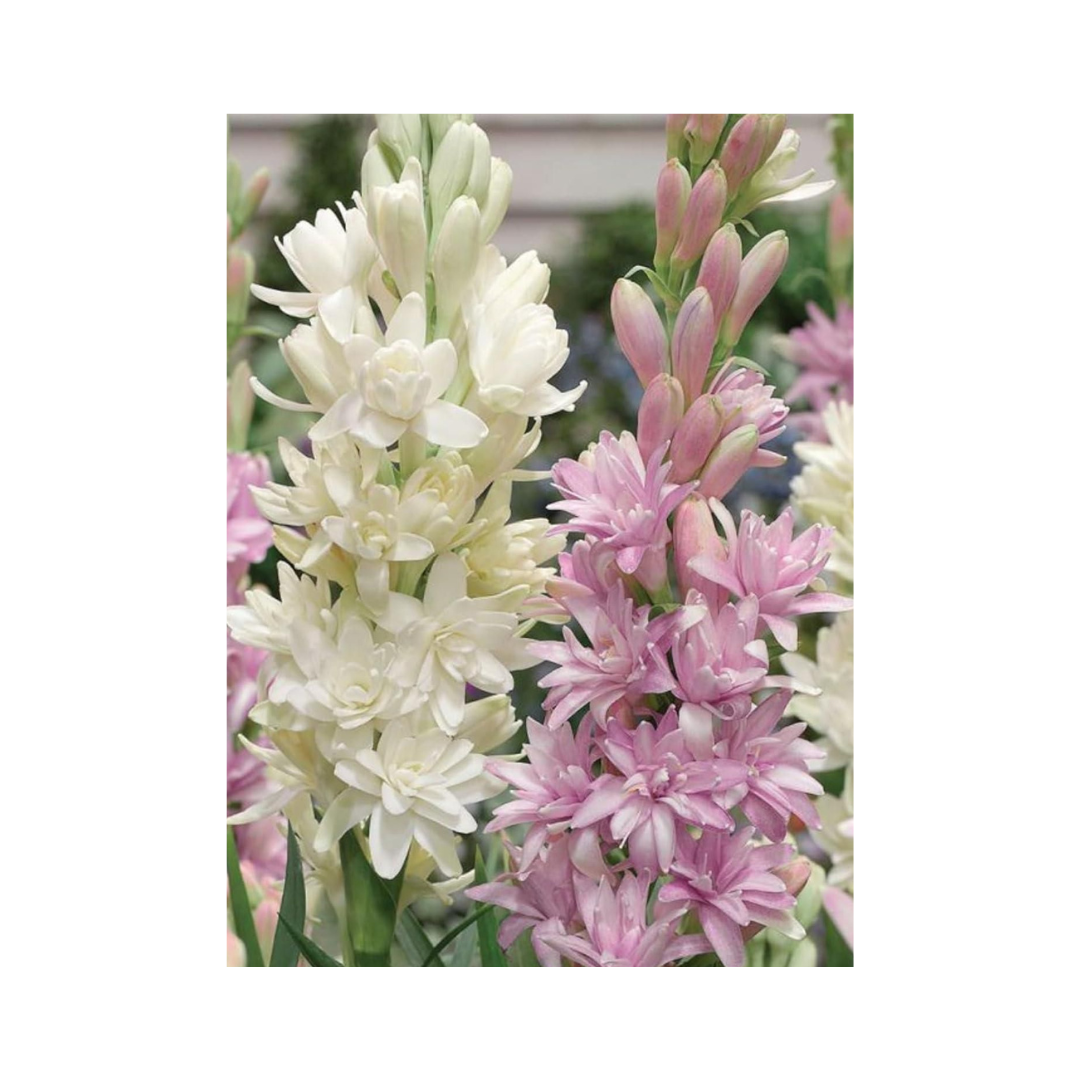 Rajnigandha Double Patel Tuberose Bulbs