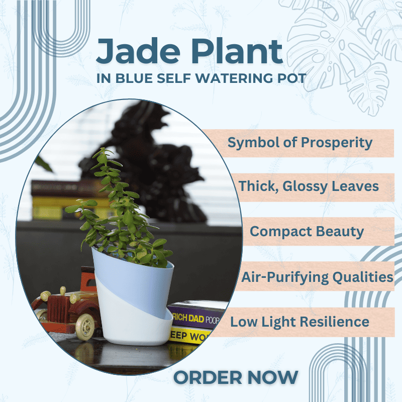 Jade Plant – a lucky addition for your home, purifying the air while bringing positivity and prosperity.