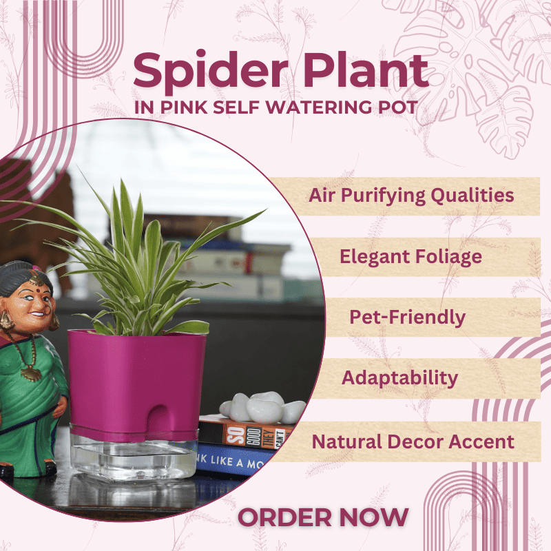 Spider Plant - an ideal indoor plant that requires minimal watering, offering lush greenery and air-purifying benefits for your home.