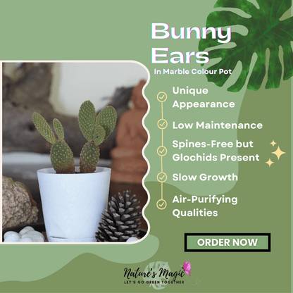 Great indoor house plant: Bunny Ear Cactus, a low-maintenance succulent plant for any space.