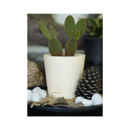 Enhance your space with the aesthetics of succulent plants-rabbit ear cactus.