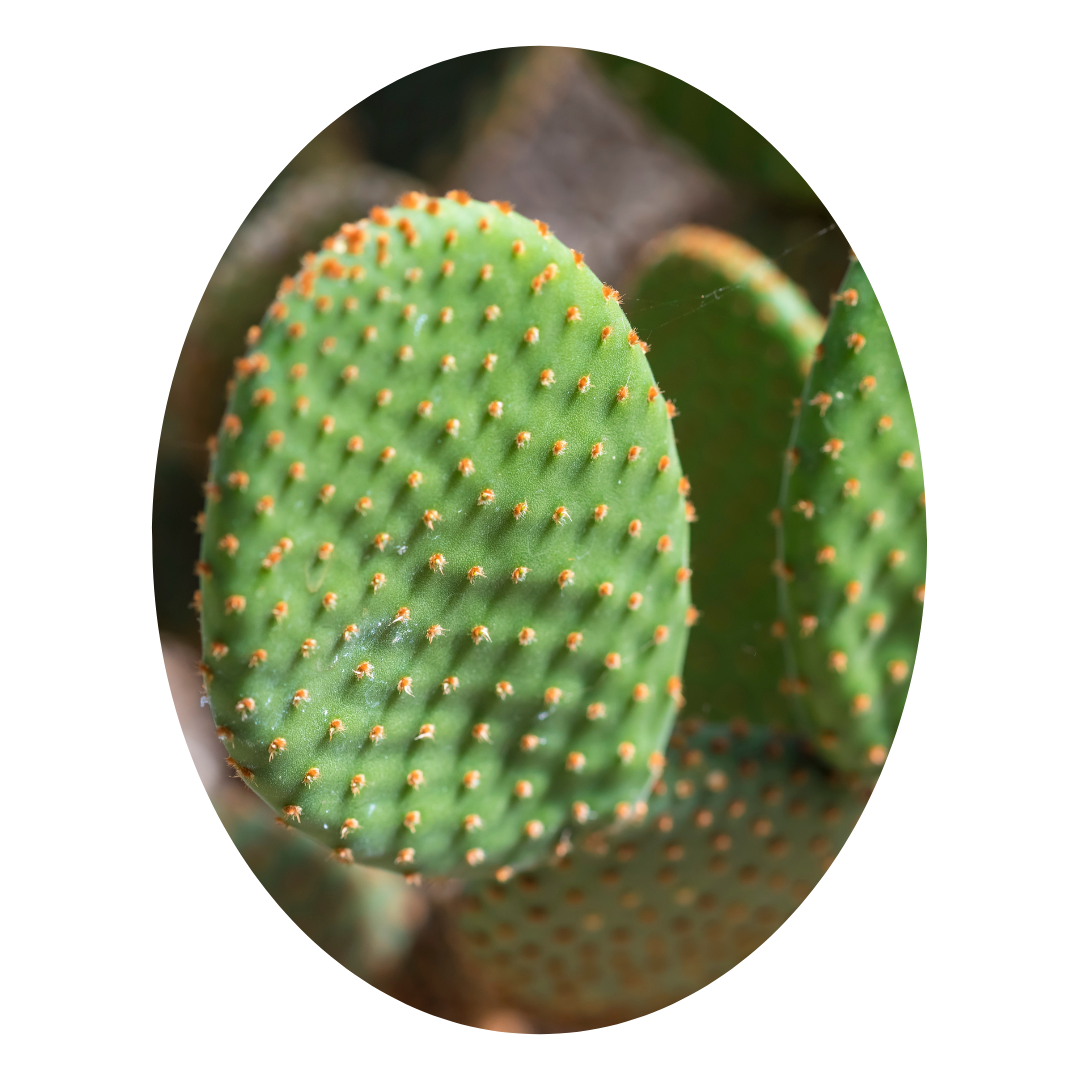 Great indoor house plant: Bunny Ear Cactus, a low-maintenance succulent plant for any space.