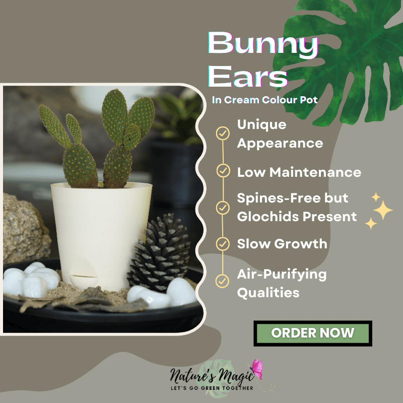 Great indoor house plant: Bunny Ear Cactus, a low-maintenance succulent plant for any space.