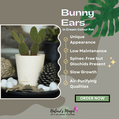 Great indoor house plant: Bunny Ear Cactus, a low-maintenance succulent plant for any space.